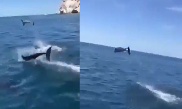 Foça'da yunuslar tekneye böyle eşlik etti!